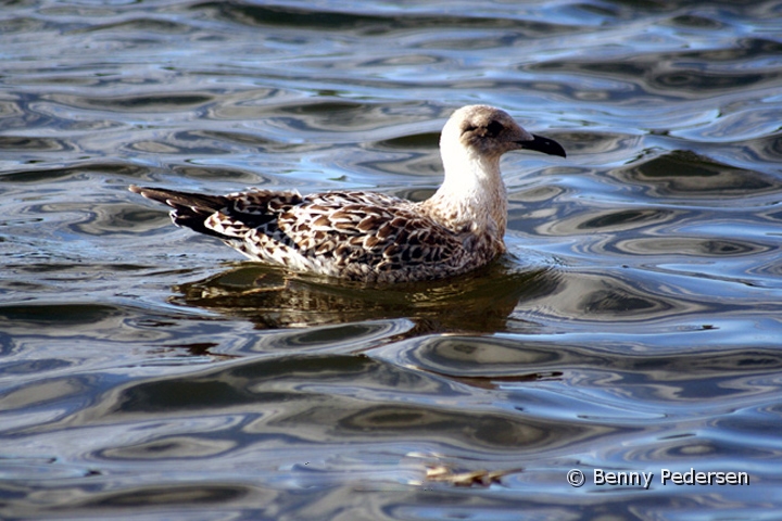 Sildemage ungfugl.jpg - Sildemåge (Larus fuscus)